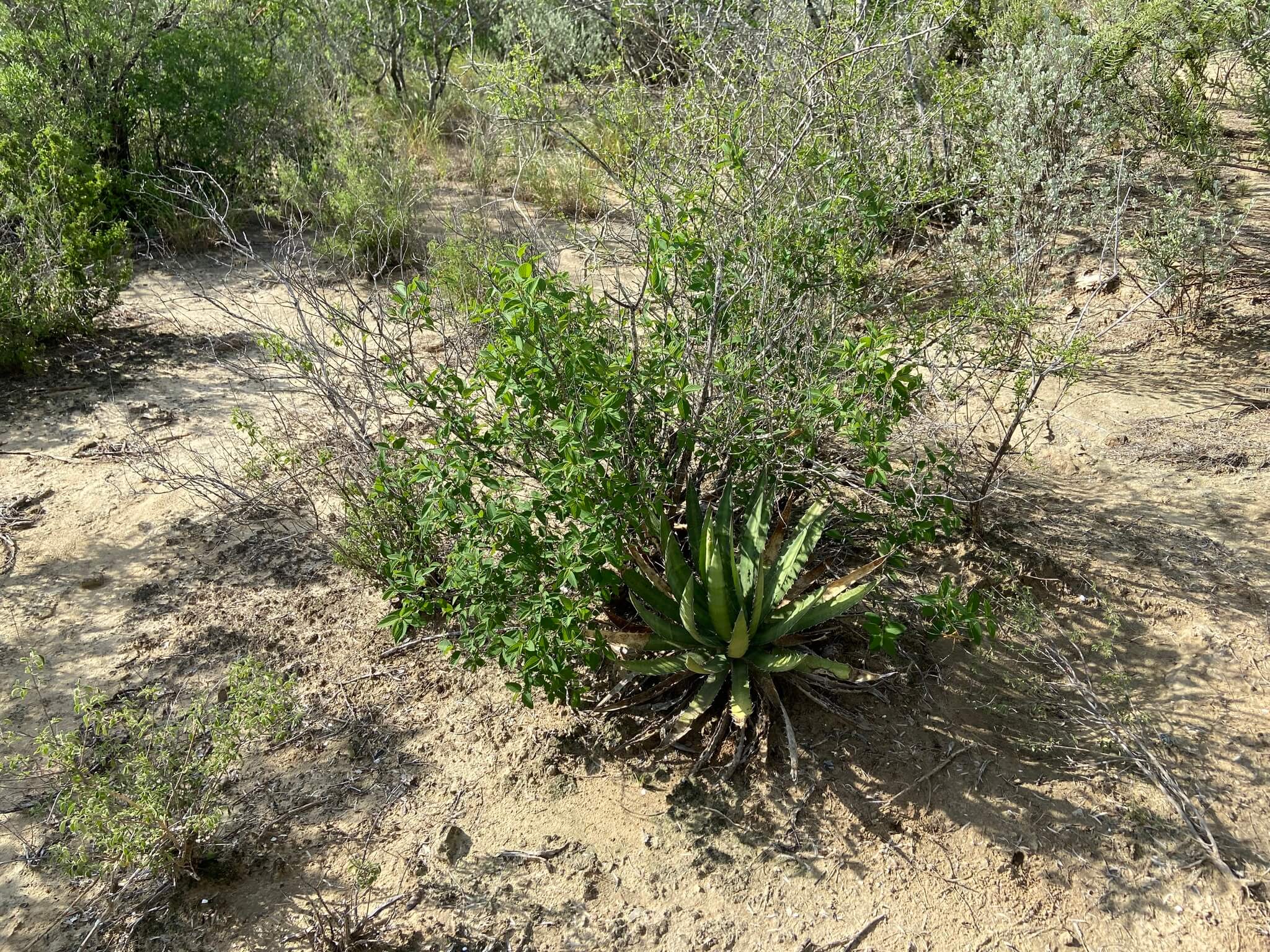 Agave univittata